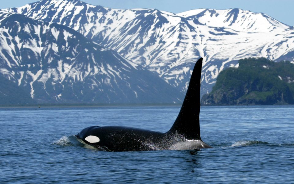 killer whale in the sea