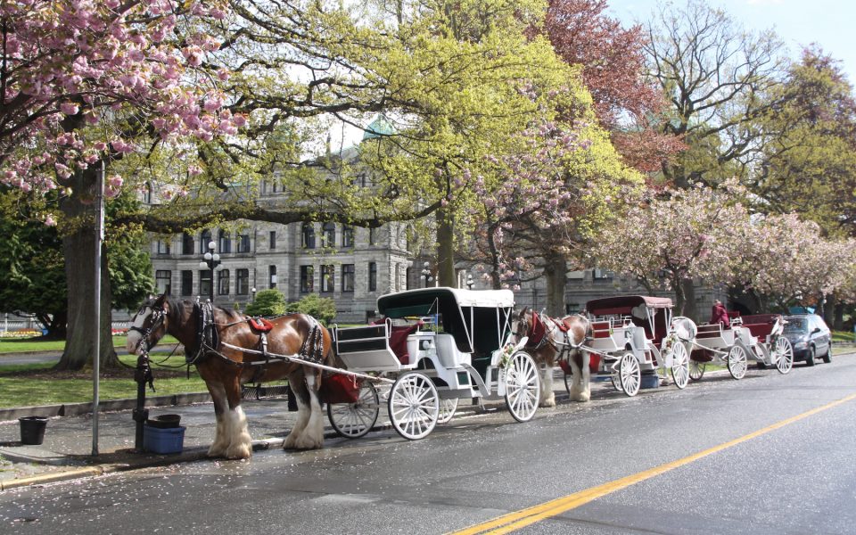 Horses and their carriages ready to give you a ride on the streets of Victoria Canada